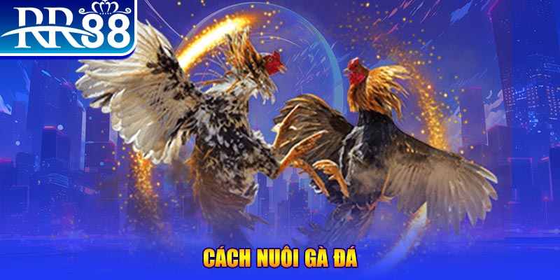 Ws168 Đá Gà