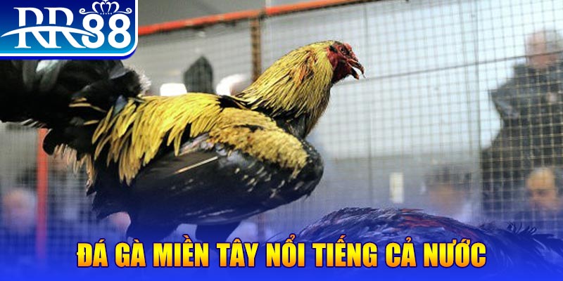 f8bet50 xổ số đại phát