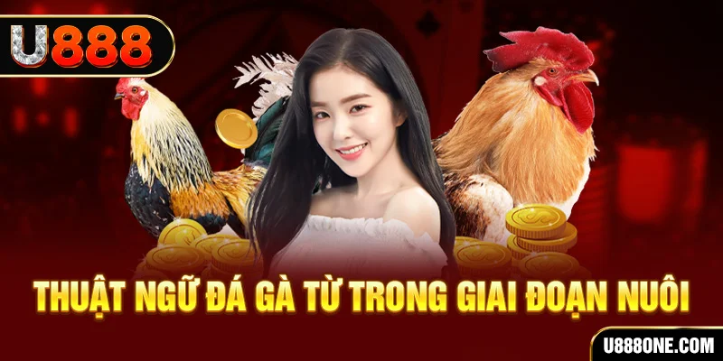 f8bet50 xổ số miền bắc 90 ngày